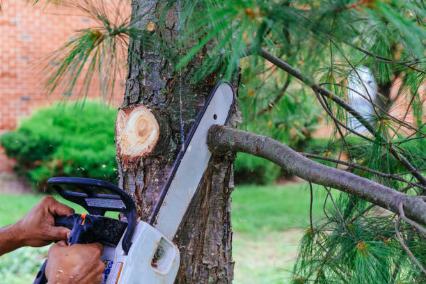 How Our Tree Care Process Works  in Lyons, KS